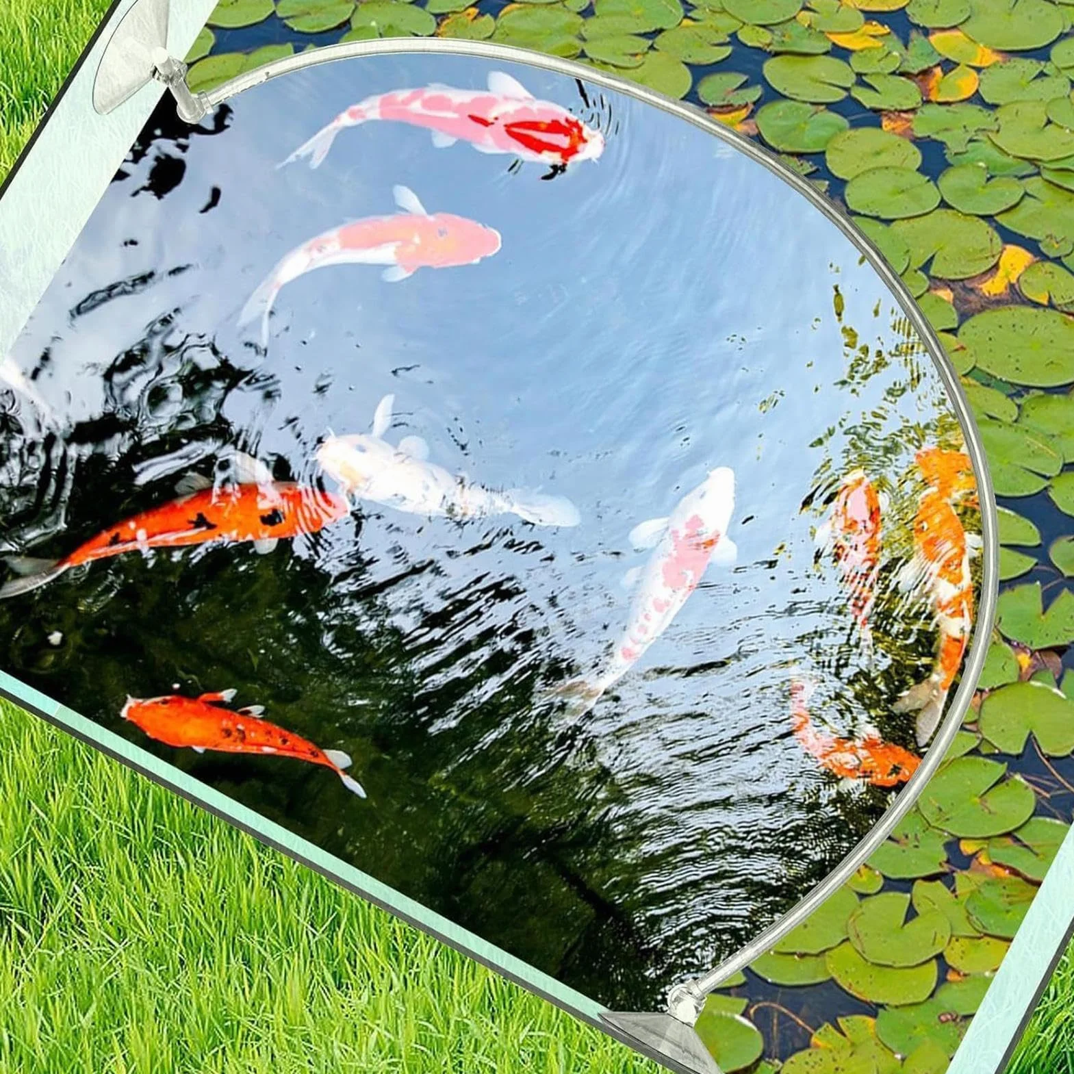 Generisch Anneau d'alimentation pour aquarium, clôture de plantes flottante, accessoires pour séparer les plantes