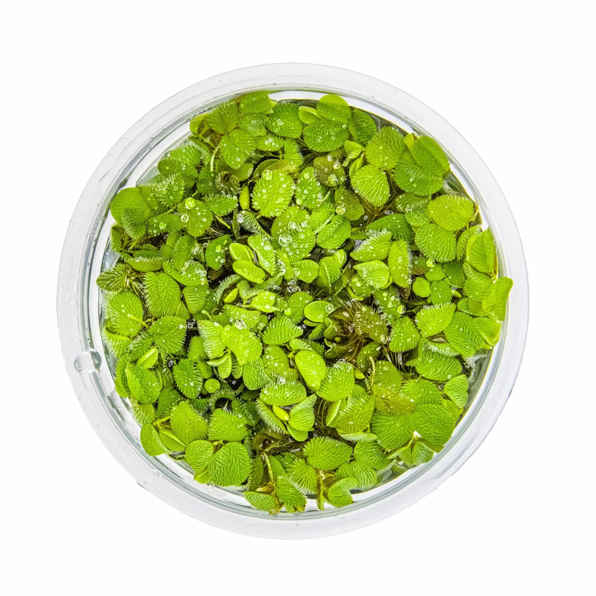 Tropica Salvinia auriculata 1-2-GROW!