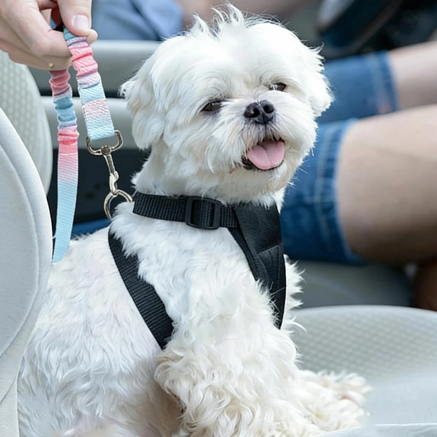 Réglable Ceinture Securite Chien Voiture - 1 Pièce, Bleu Rose Dégradé, Elastique Attache Chiens Voitures, Adaptée à Tous Les Types d'animaux et de Modèles de Véhicules