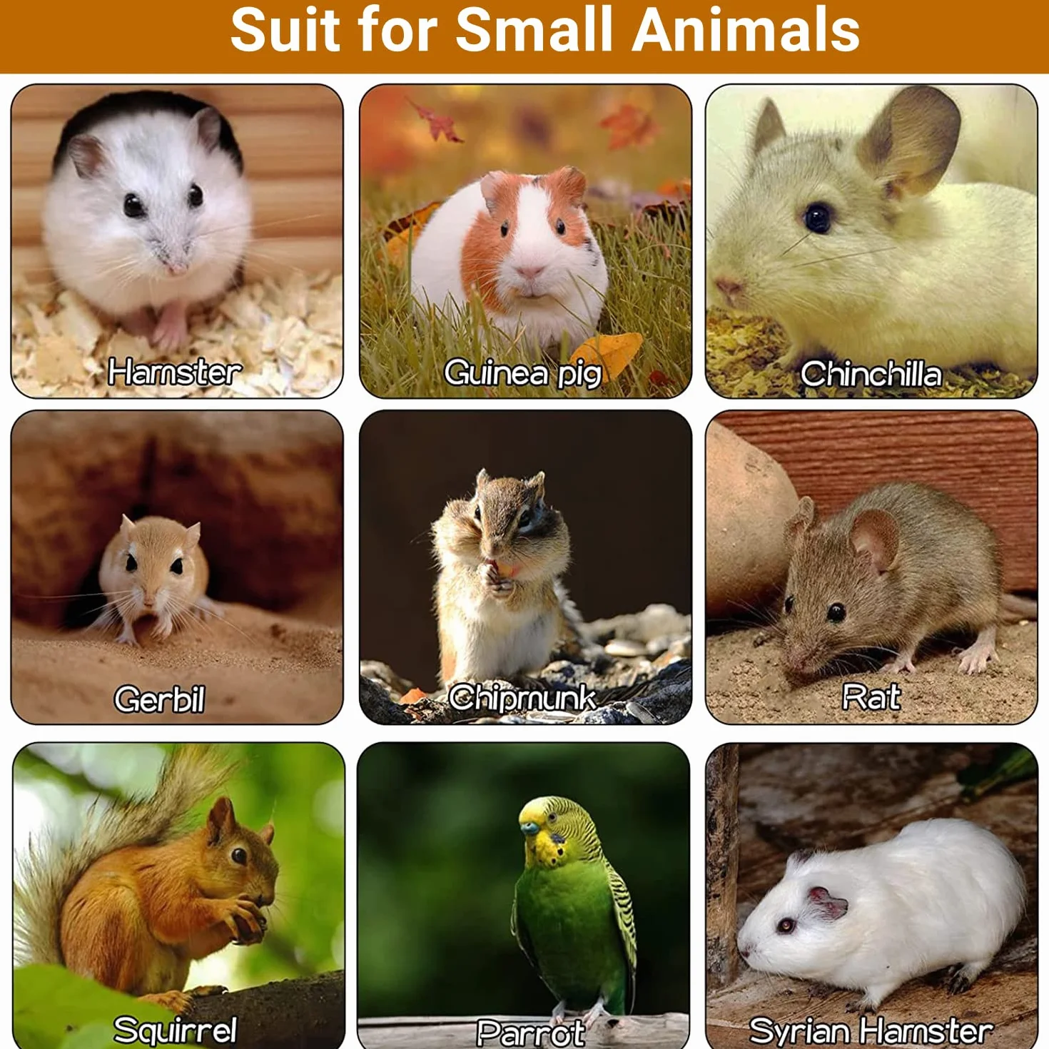 Lot de 5 Planches à Ressort pour Hamster Chinchilla Plate-Forme pour Écureuil Oiseau écureui Planeur de Sucre Planche de Support en Bois pour Petits Animaux(L)