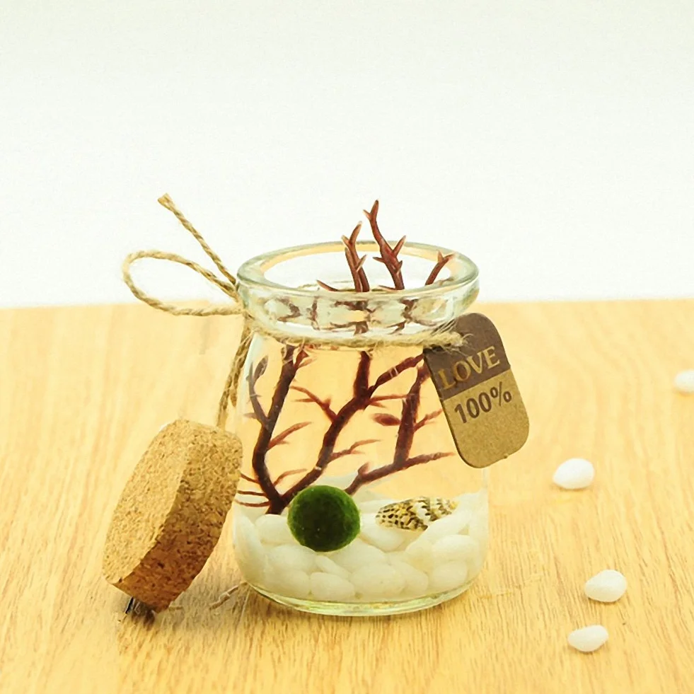 OMEM Marimo Ball Aquarium Kit Blanc Décoration Bureau Maison Cadeaux