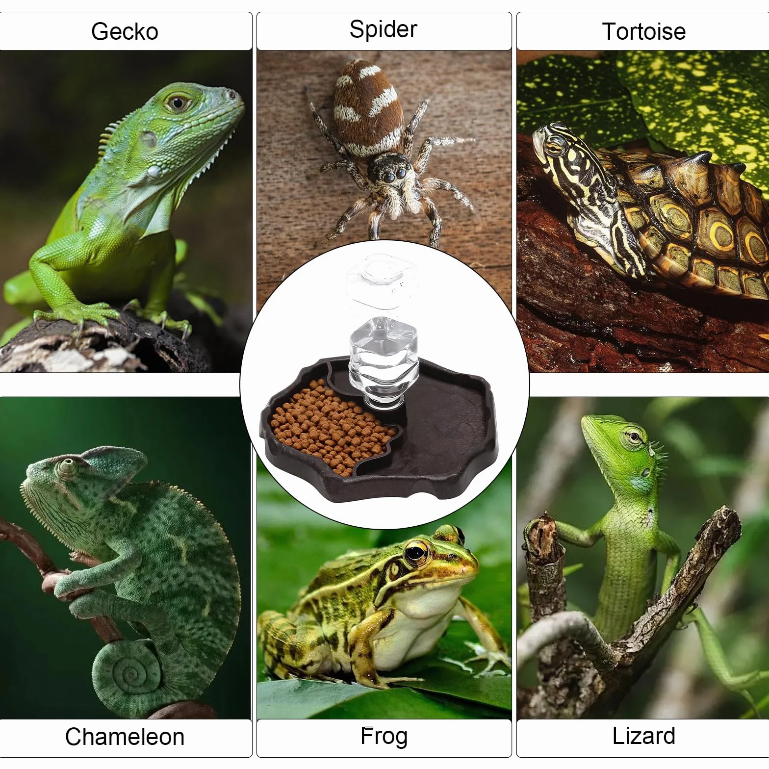 Abreuvoir Tortue Terrestre, Abreuvoir Reptile avec Bouteille, Gamelle Tortue Terrestre et Distributeur Eau Tortue Terrestre 2 en 1, Abreuvoir Tortue Automatique pour Lézards, Geckos, Serpents
