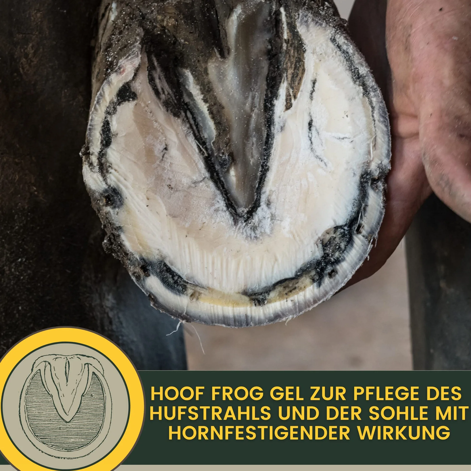 Soin de la fourchette pour chevaux I Protection de la fourchette Soin du sabot I Sabot, fourchette, semelle I Gel de fourchette I Prévention de la pourriture de la fourchette I contre l'humidité 100ml