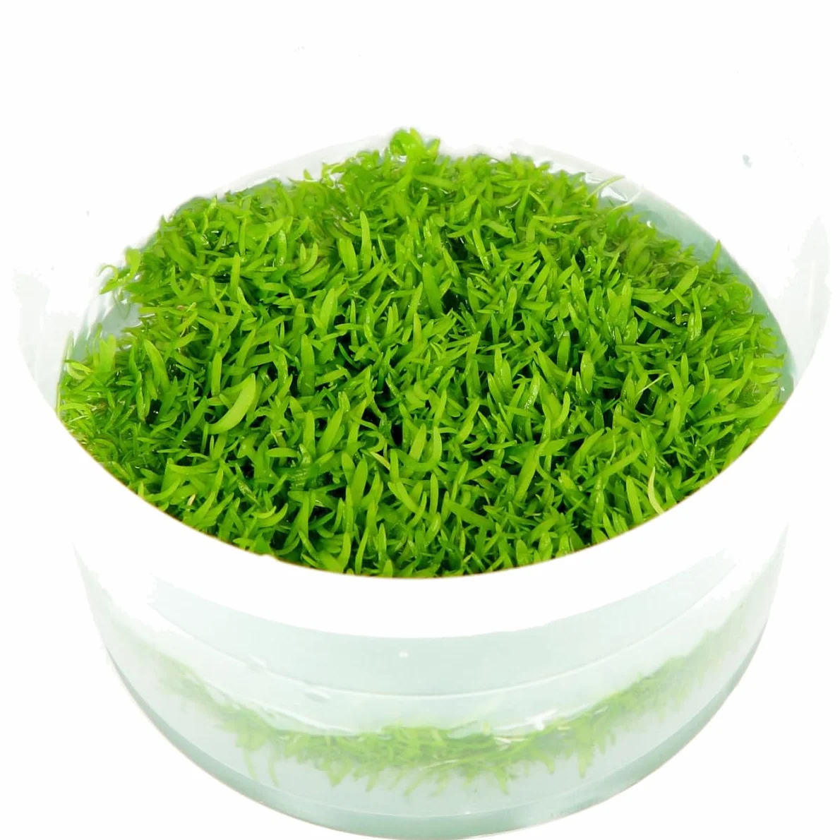 Tropica 1-2-GROW! Utricularia graminifolia - In-Vitro Aquariumpflanze