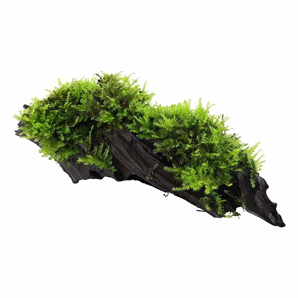 Vesicularia montagnei Christmas Plante d'aquarium sur racine Rhizome