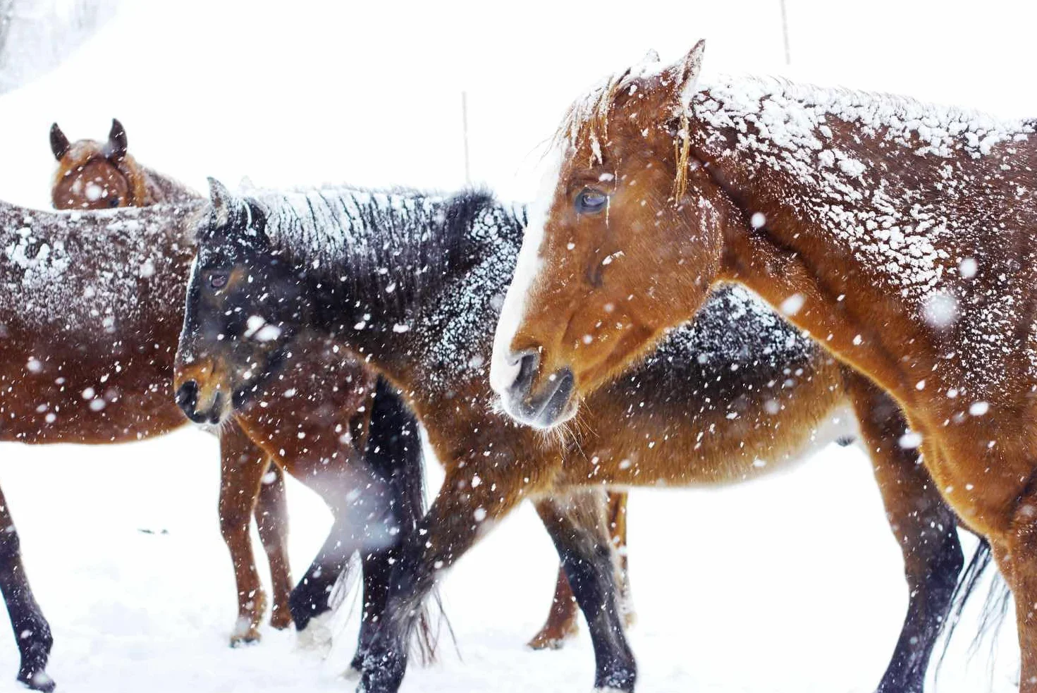 AMKA Bonnet de Noël pour chevaux avec ouverture aux oreilles Rouge/blanc