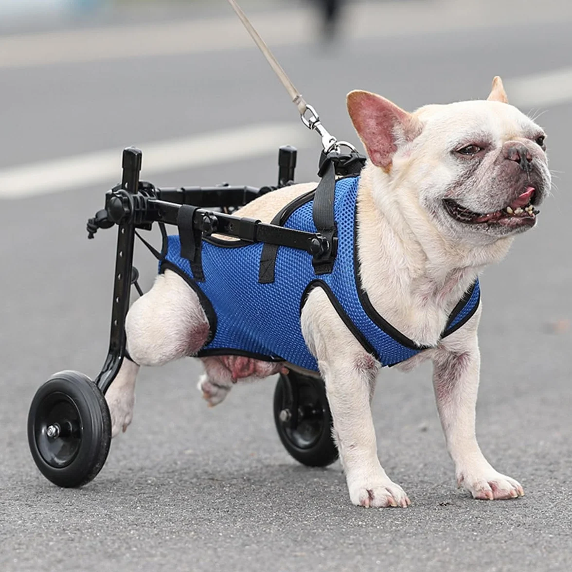 Fauteuil roulant réglable pour chien Aide à la mobilité Chariot de réhabilitation XS