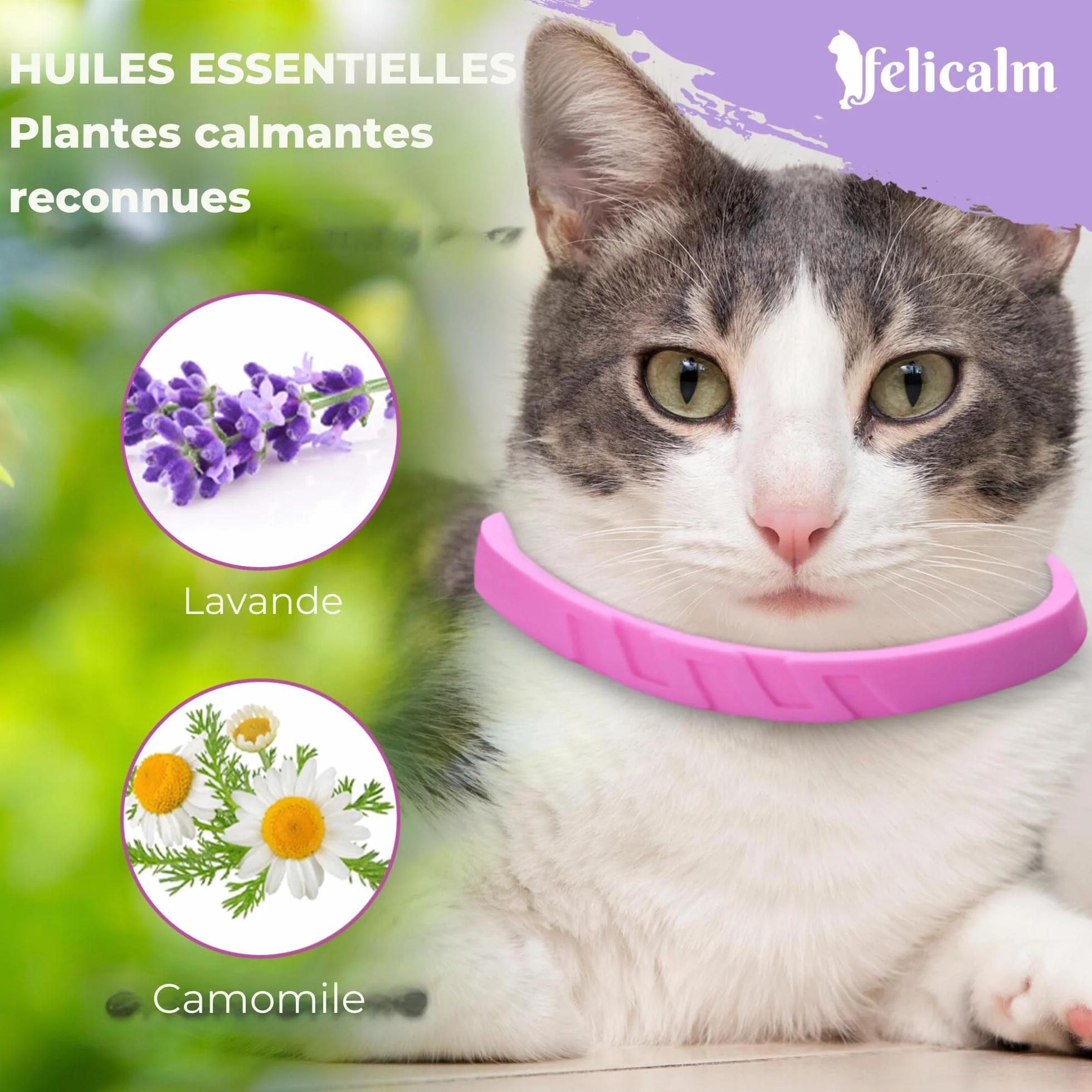Félicalm Paris Colliers Anti-Stress Chat Chaton 2 Pièces 60 Jours Valériane Phéromone Camomille Lavande