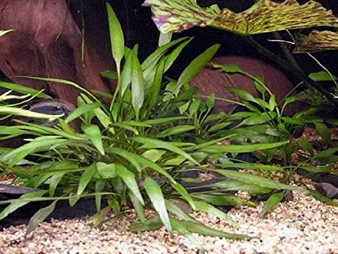 Cryptocoryne Nevilli 1 Bunch Live Plante Aquarium