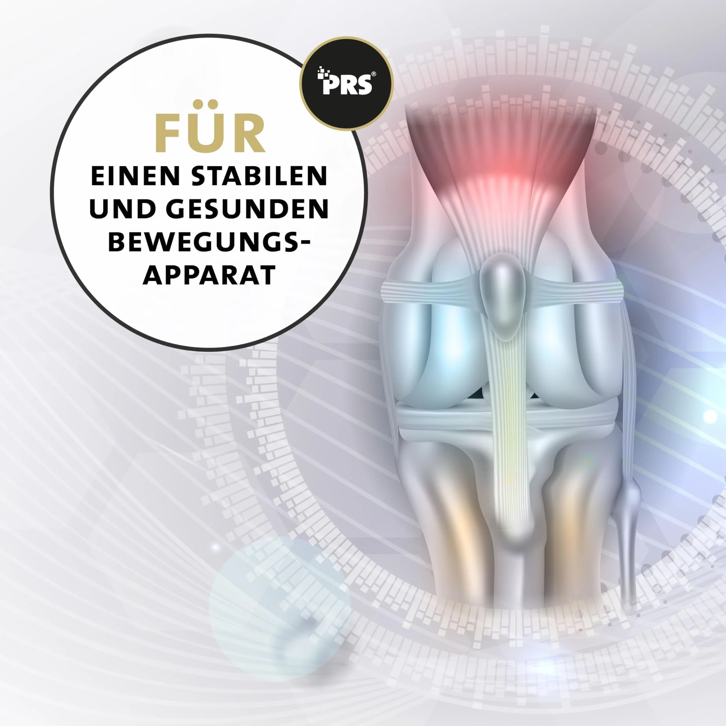 Peticare Cure Articulaire en Poudre pour Chevaux | Soutient Articulations & Tendons | Ingrédients Naturels | MSM & Moule Verte