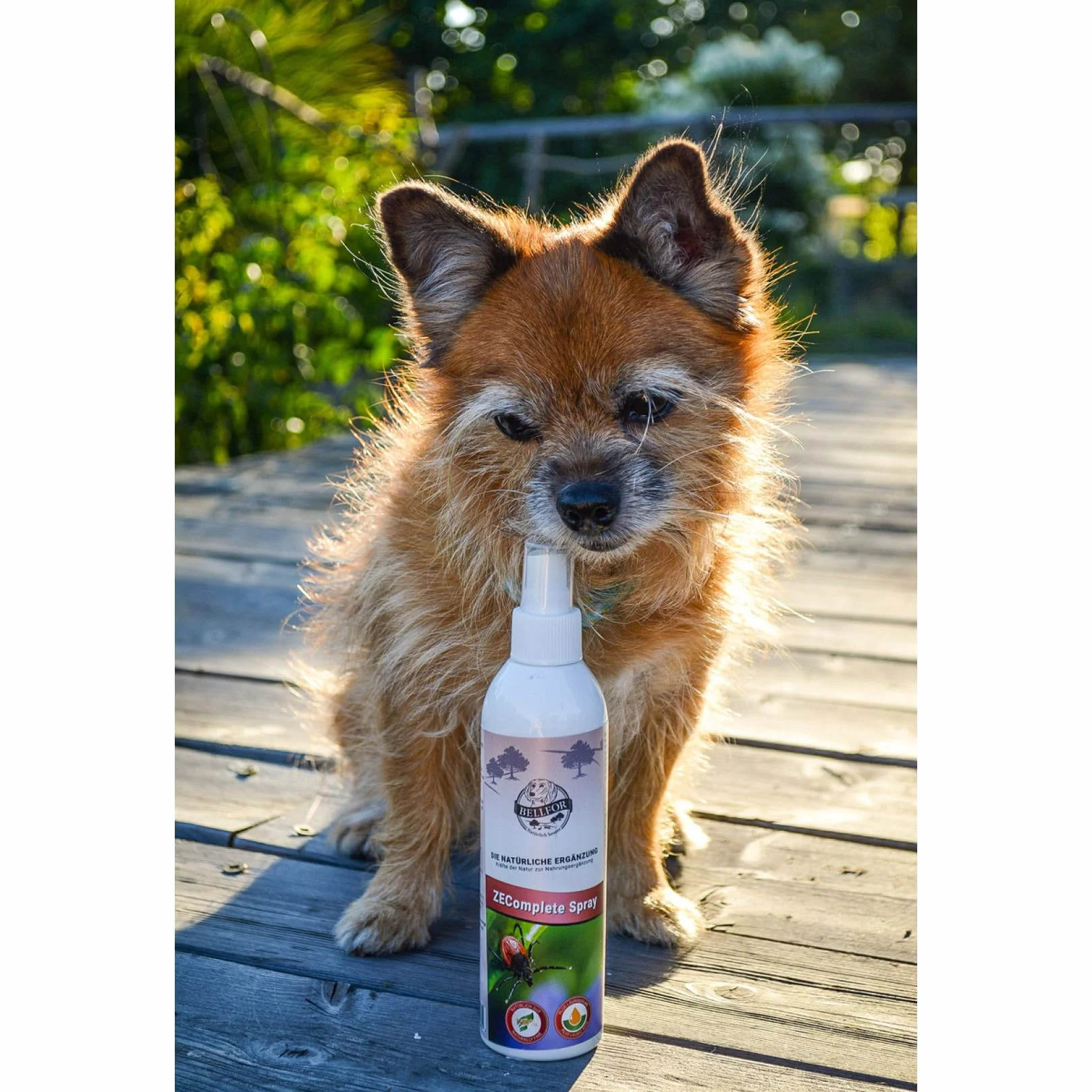 Bellfor Anti-Tiques Spray Chien 250 ML Protection Naturelle Contre Les Tiques à Base d'Huile de Coco Répulsif Longue Durée