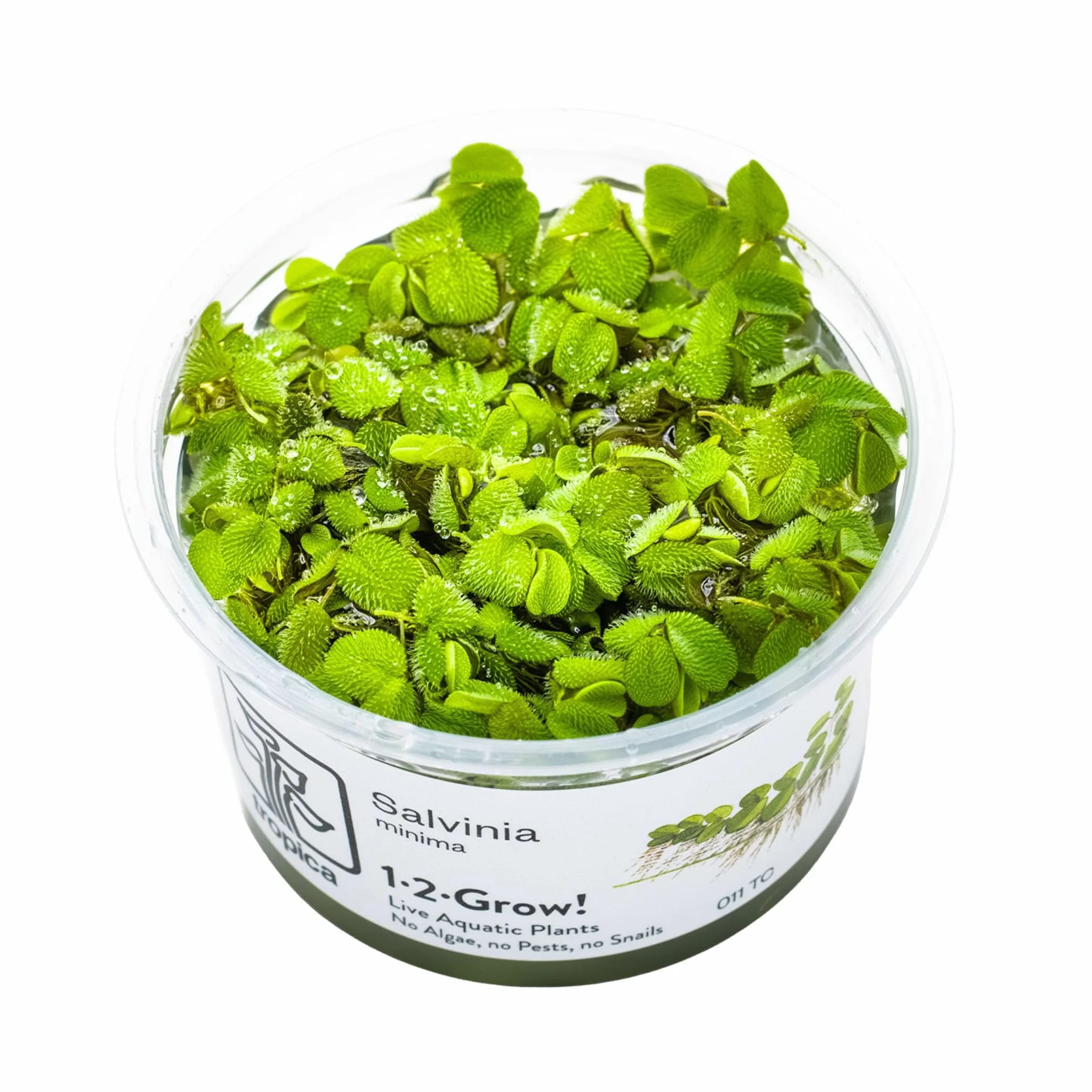 Tropica Salvinia auriculata 1-2-GROW!