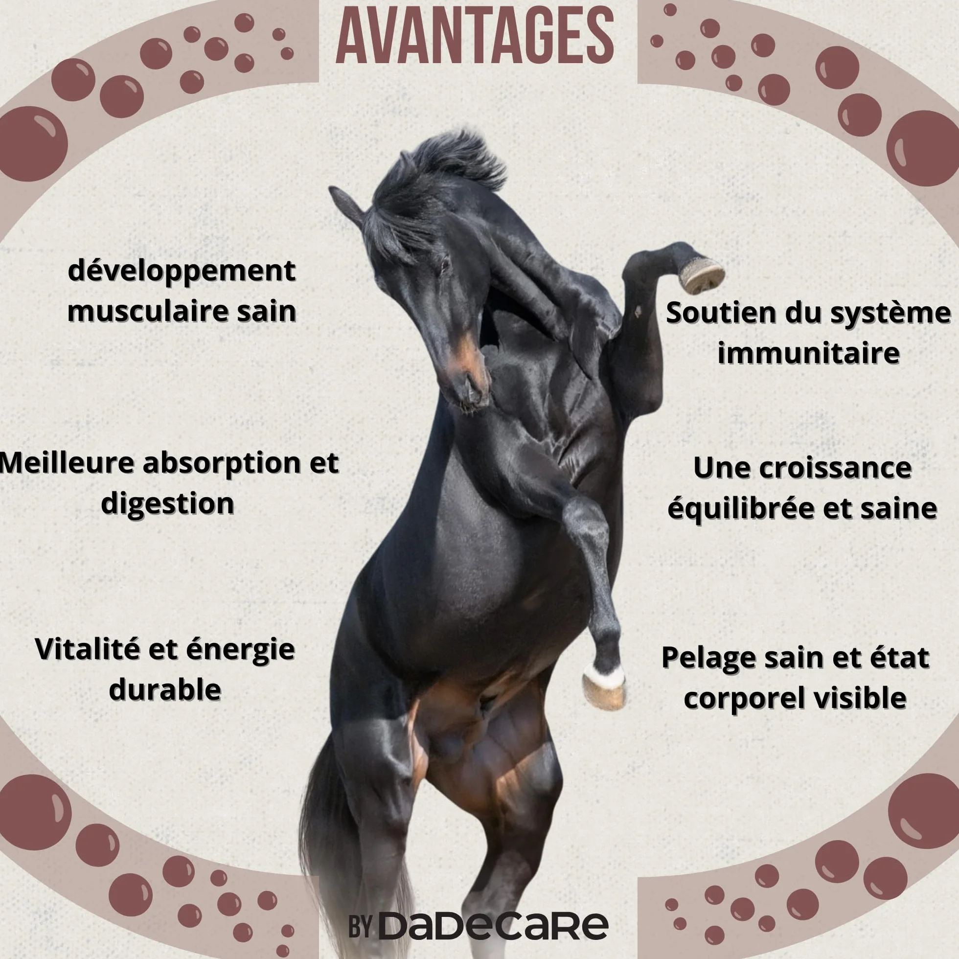 Promocare - Vitamines pour Chevaux 1 L avec acides aminés Essentiels et antioxydants - Complexe vitaminique B, E, C et A - Soutien au métabolisme, à l'énergie, à la récupération