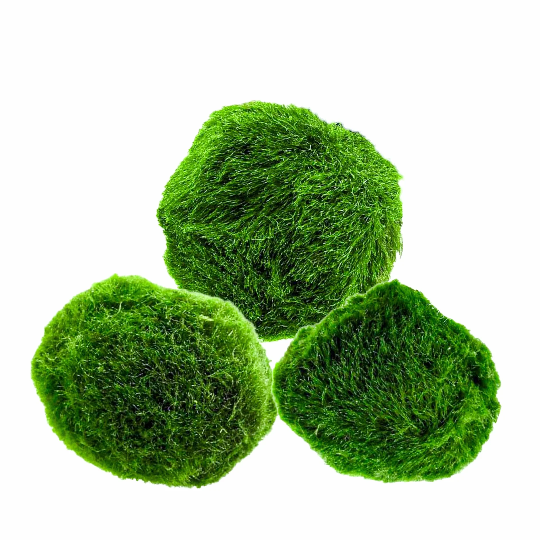 Marimo Moss Balls Lot de 3 – Plante Aquarium Vivante Naturelle – Filtre Biologique – Idéal Nano Aquarium