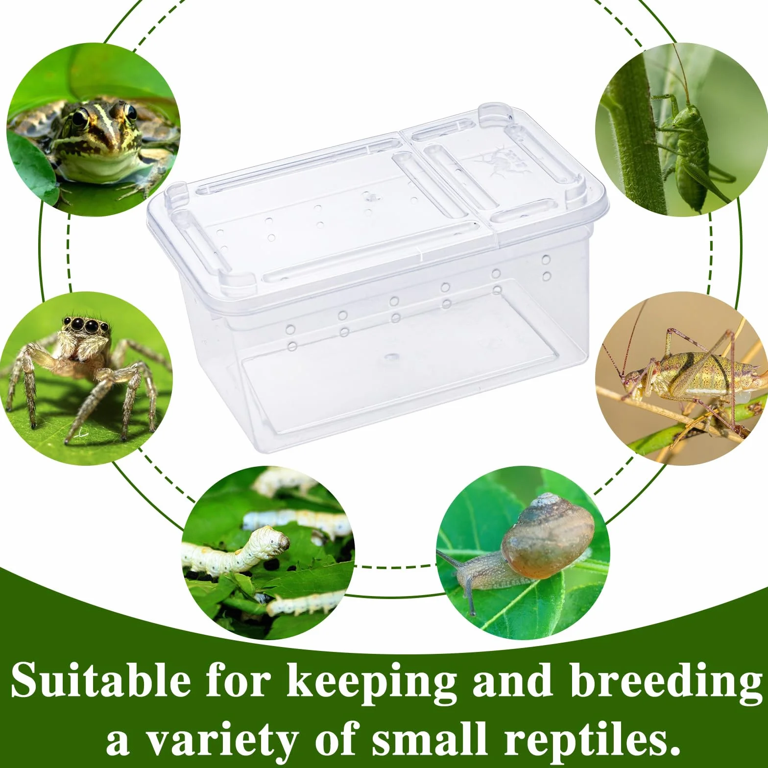 Boîte à nourriture pour reptiles transparente 11 x 7 x 5.5 cm en plastique terrarium