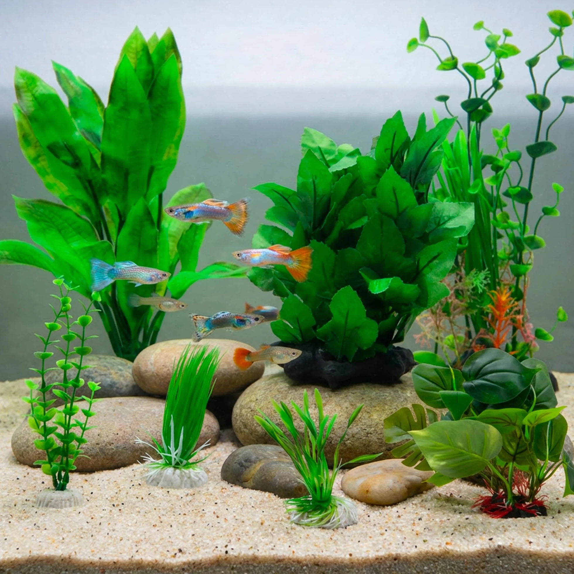 Amtra Wave Hygrophila Plante Réplique 30 cm