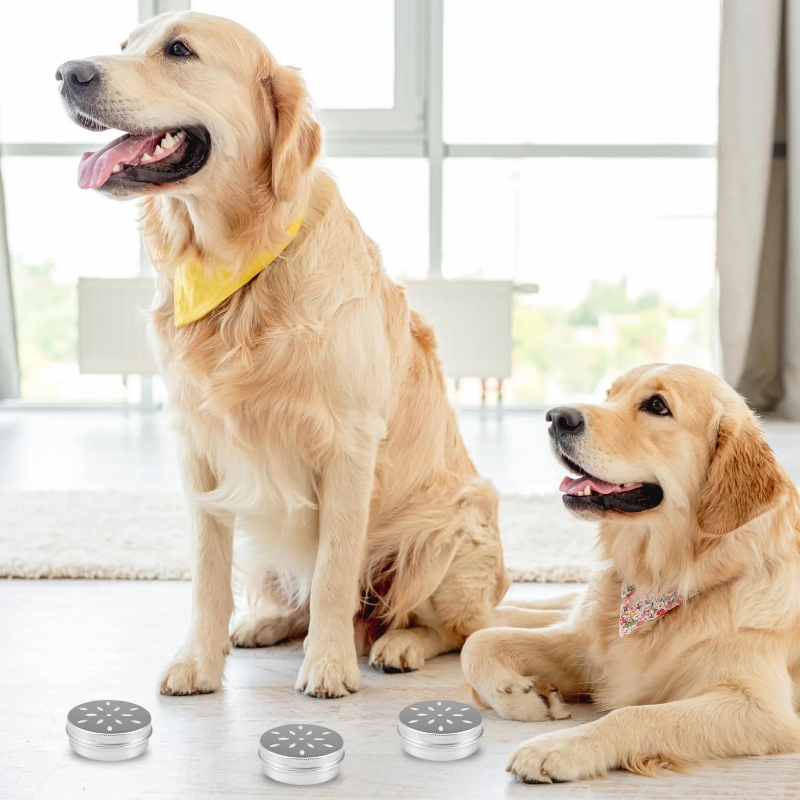 Lot de 12 boîtes métal rondes avec trous d'aération pour entraînement du parfum chien