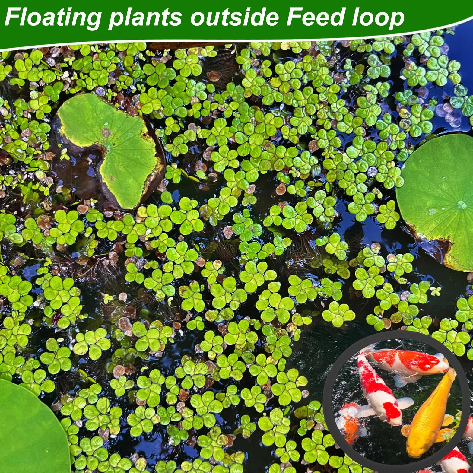 PEUTIER 5 Pièces Anneaux Flottantes Aquarium Mousse Anneau Alimentation Poisson Noir