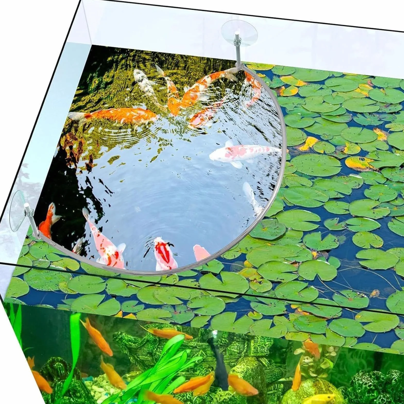 Anneau flottant pour plantes d'aquarium - Accessoire de protection et alimentation