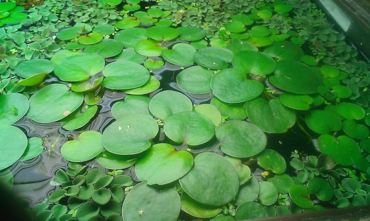 Plantes flottantes 25 Pièces pour Aquarium Bassin Plante Vivante