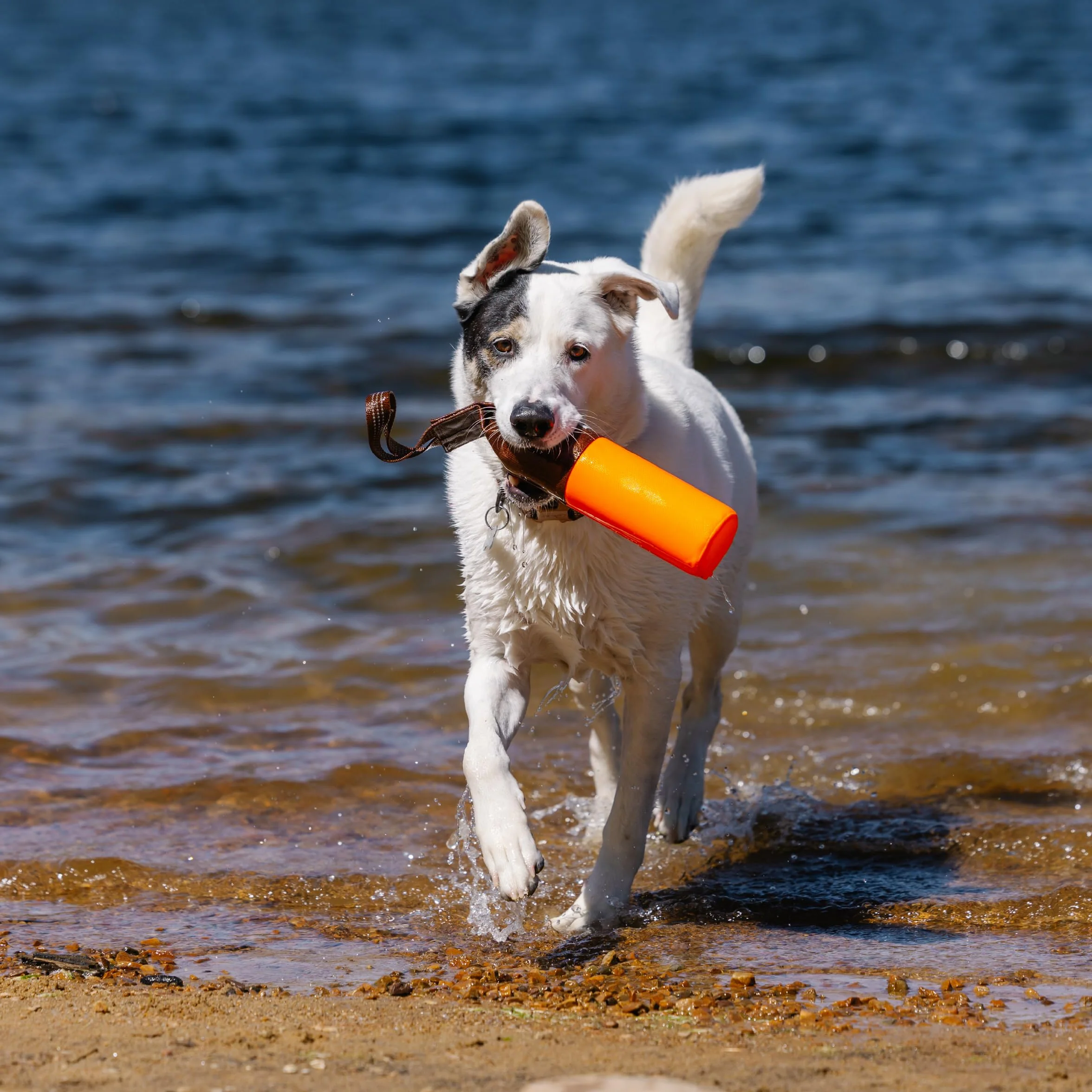 Carhartt Jouet à Aller Chercher pour Chien en Toile de Canard Robuste, Orange Hunter Orange