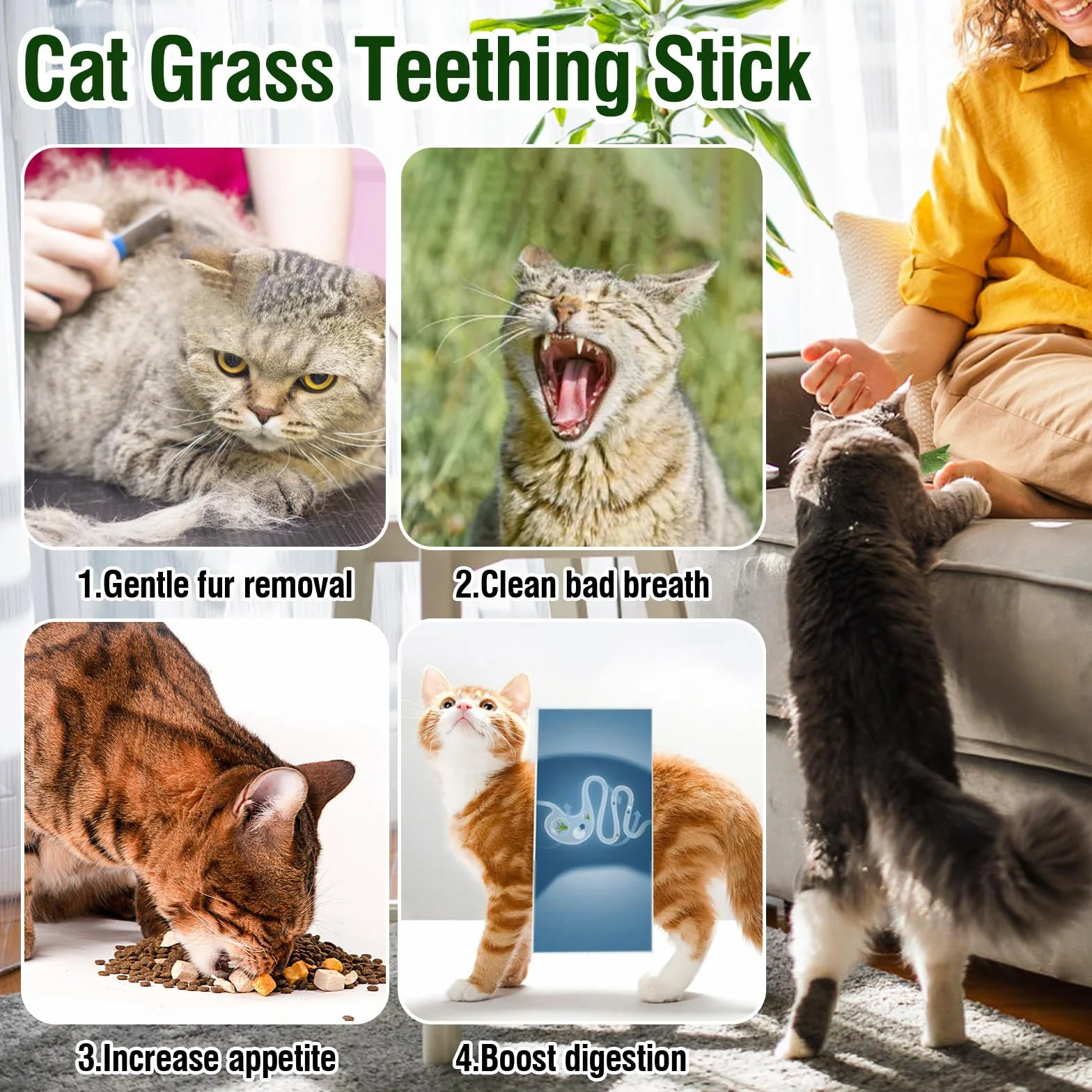 Herbe À Chat Bâton De Dentition 120g Jouet À Mâcher pour Chat