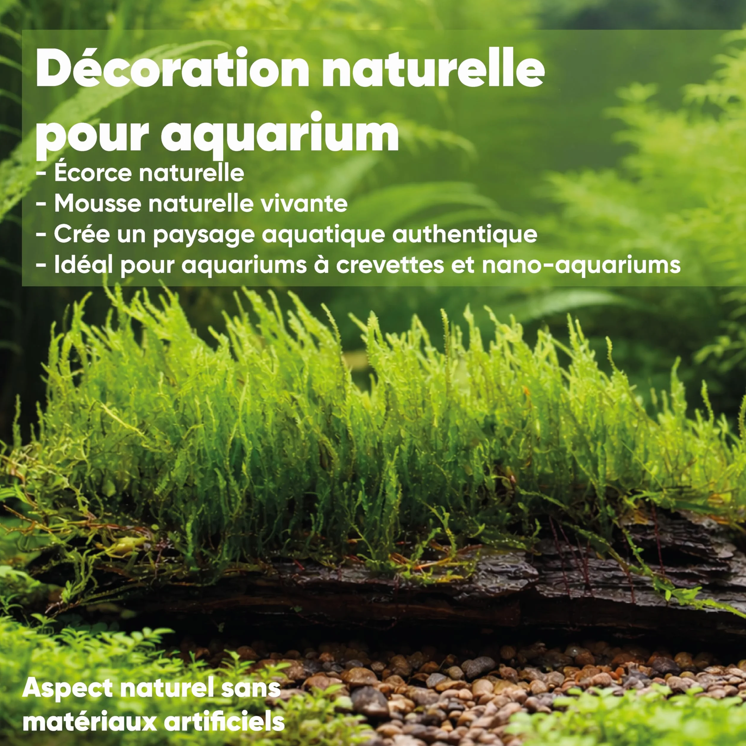 Mousse d'aquarium Taxiphyllum sp. sur racine 15 cm – décoration naturelle pour aquarium d'eau douce