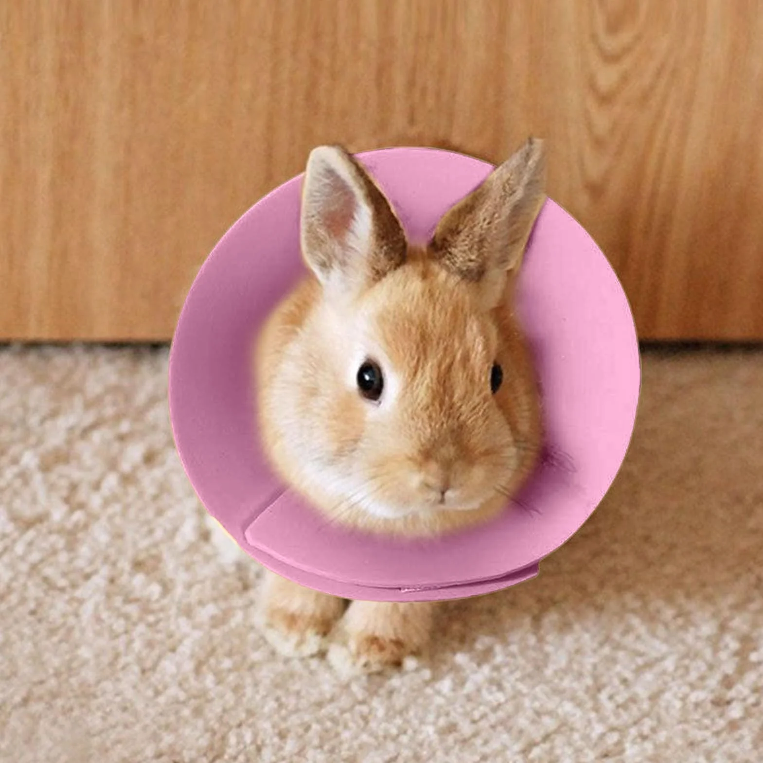 Collier de protection pour hamster - Collier de protection pour perruche - Collier anti-morsure pour petits animaux - Prévention de la chute des poils - Pour chat, furet, perruche, souris