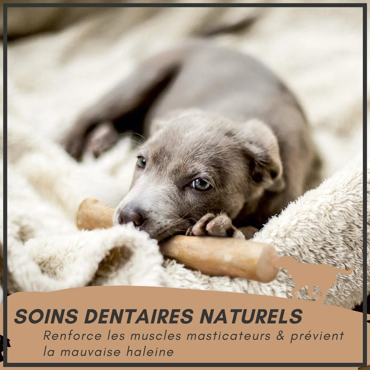 Supravit Os à Naturel en Bois de café pour Chiots XS Jouet à mâcher Durable
