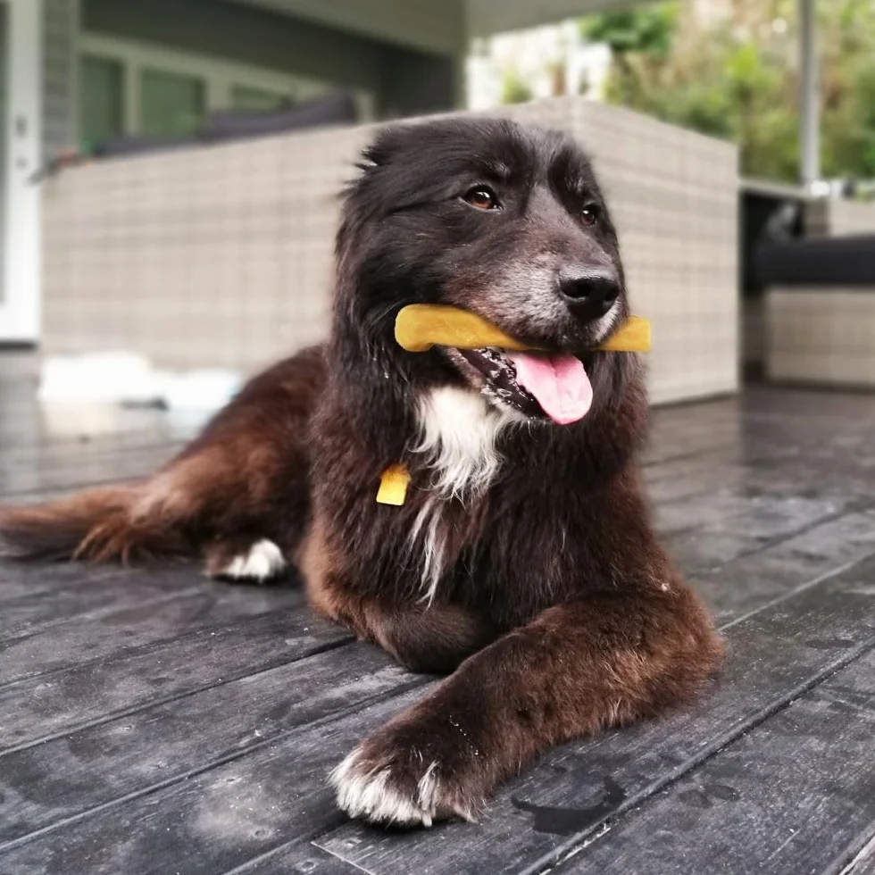 Fromage de Yak Jouet pour Chien à Mâcher M 72g – Bâtonnet Dentaire Dureté Fromage de l'Himalaya Churpi Friandise d'Éducation