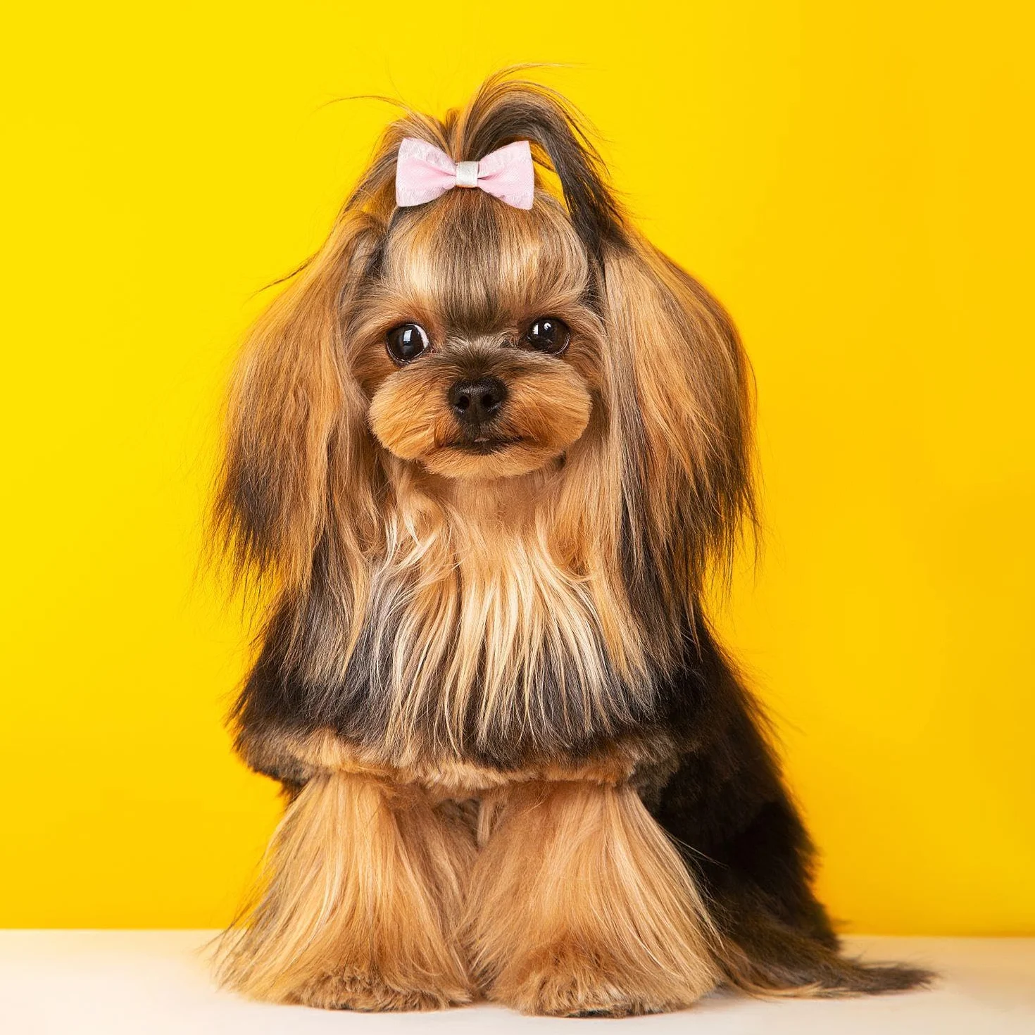 Accessoires de Cheveux pour Animaux de Compagnie, Anneaux de Cheveux Élastiques, 10 Morceaux