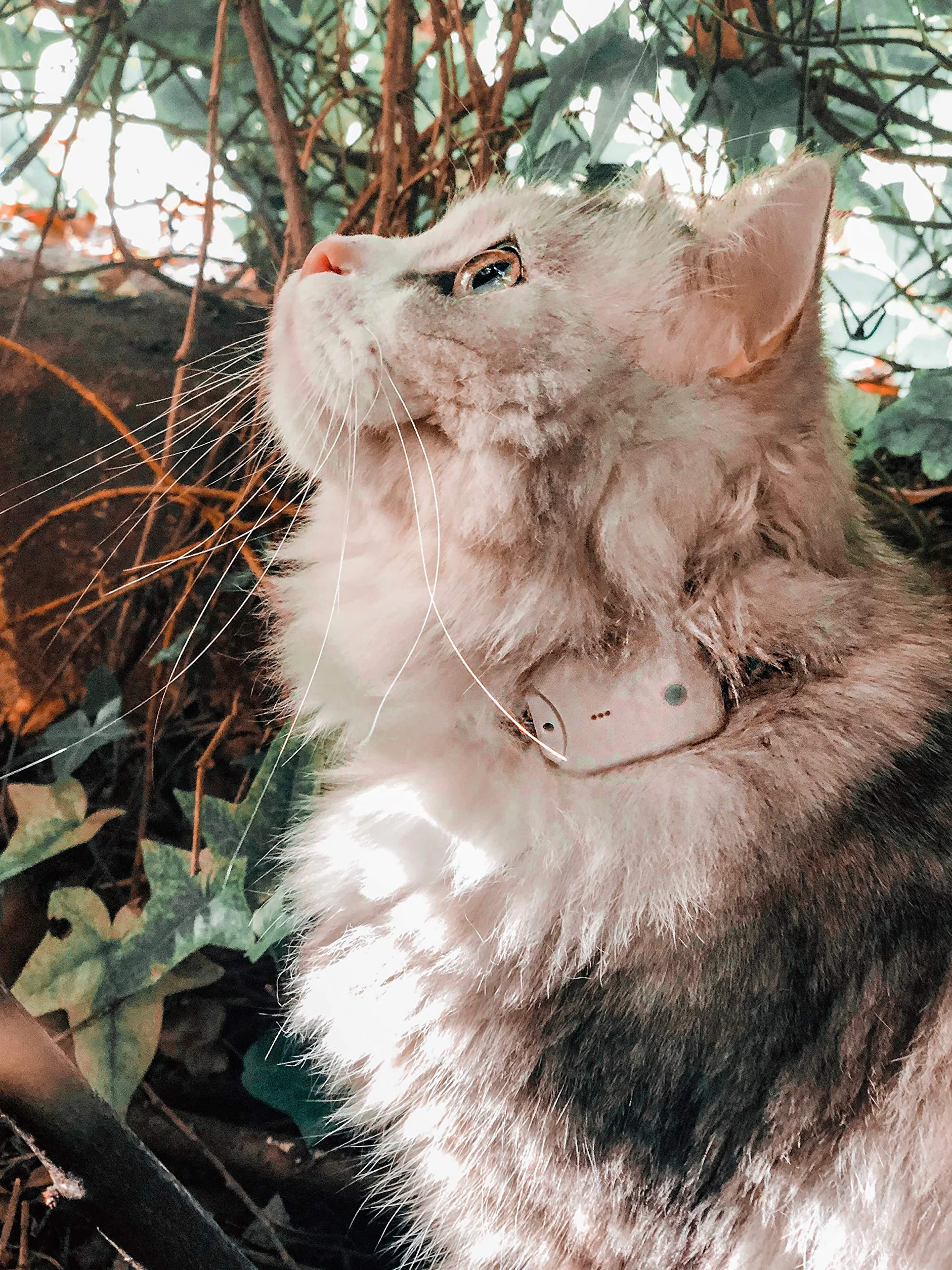 Mini Tracker pour Collier Chat Chien sans GPS - Radio Localisateur Girafus Traceur pour 4 Animaux avec Chargeur