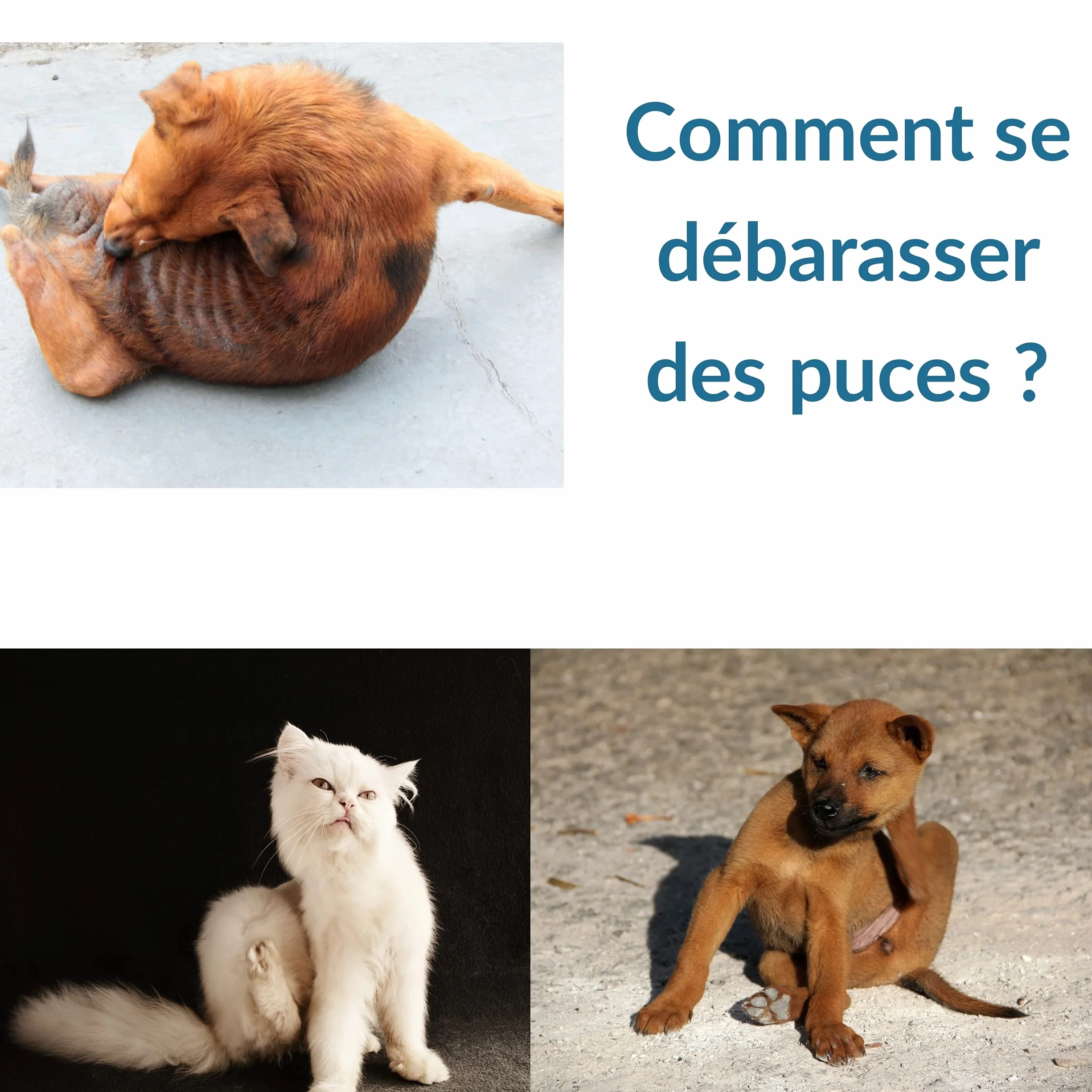 Peigne anti puces chien chat acier inoxydable outil toilettage brosse pointes arrondies anti blessure