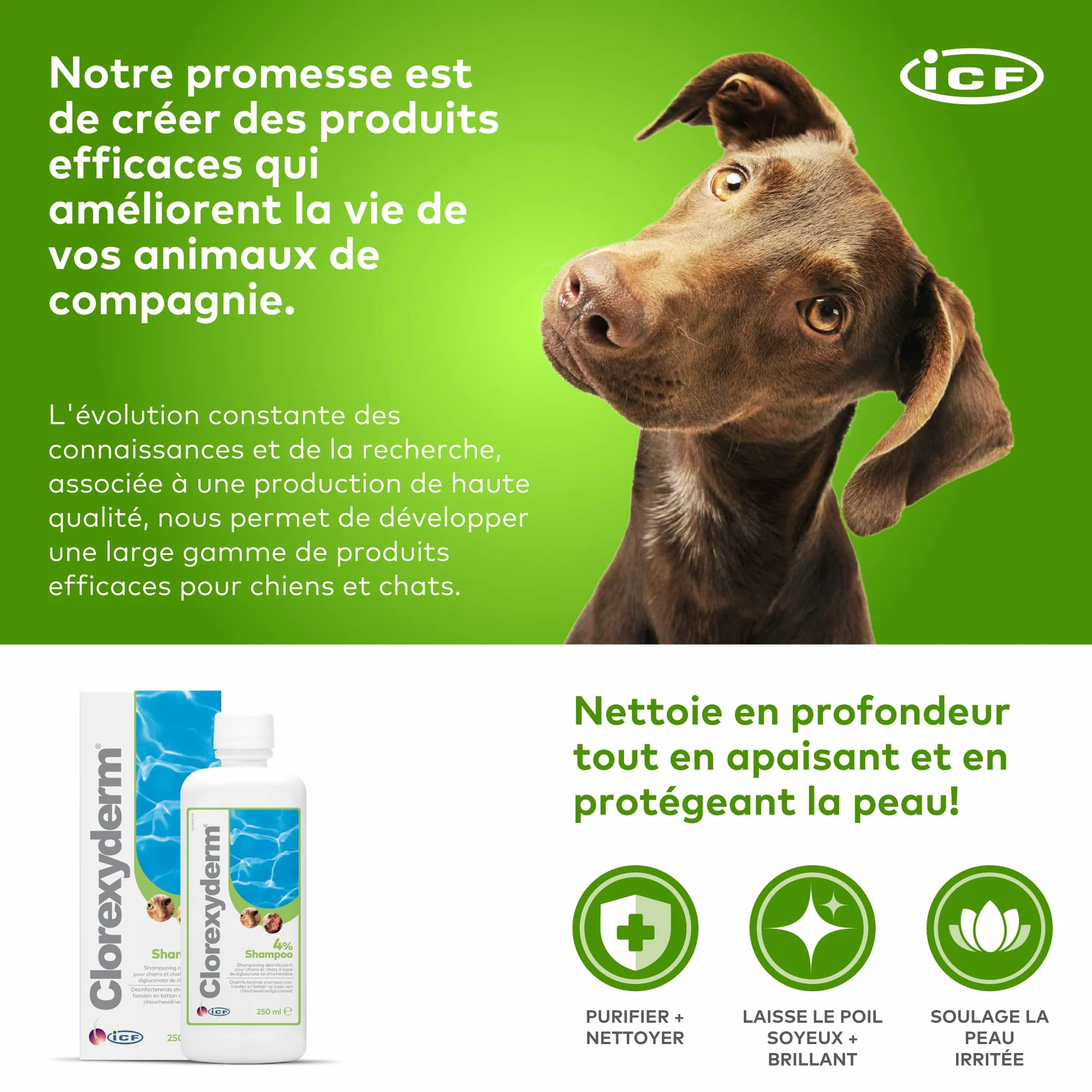 ICF | Clorexyderm 4% Shampoing Chien | Shampooing Chien Antiseptique, Hydratant et Anti Odeur pour Chien et Chat | Assainit, Hydrate et Protège la Peau | 250ml