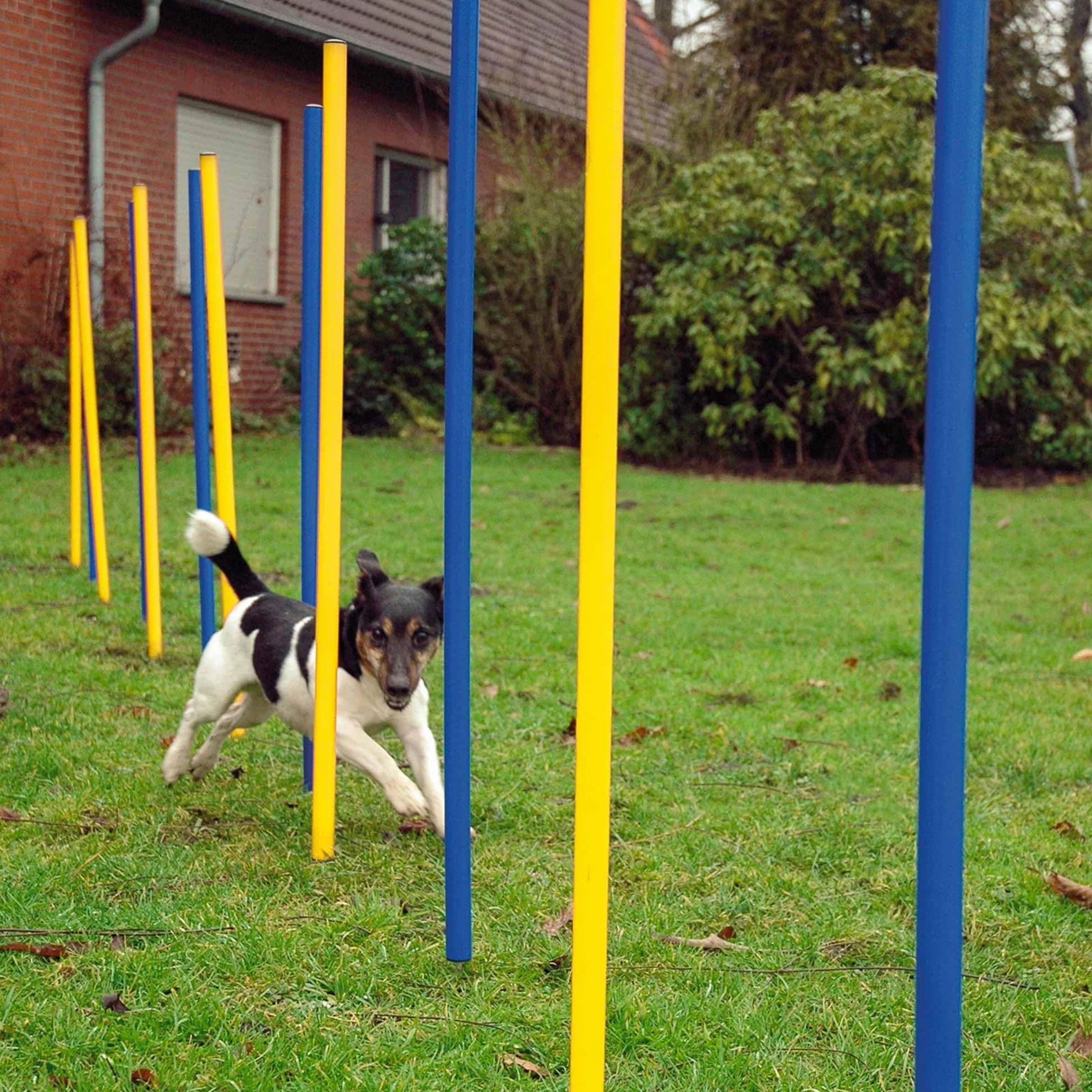 dobar Agility Slalom Kit 12 pièces pour Chiens Barres Bicolores Entraînement Hauteur 110 cm Bleu/Jaune