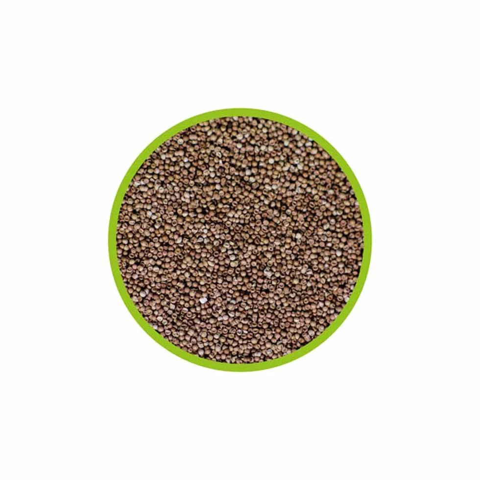 OEUFS d'ARTEMIA HOBBY 20ml