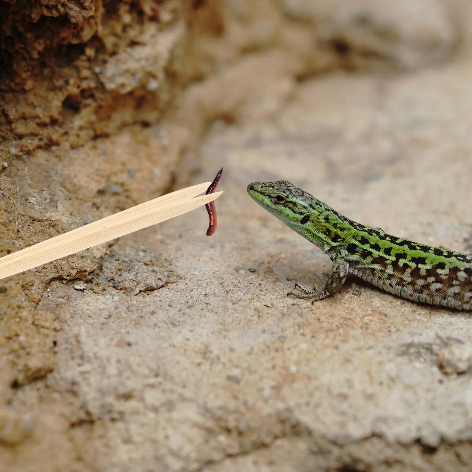 Pince Bambou pour Nourrir Reptiles - Outil Alimentation Sécurisée pour Lézards Serpents Tortues