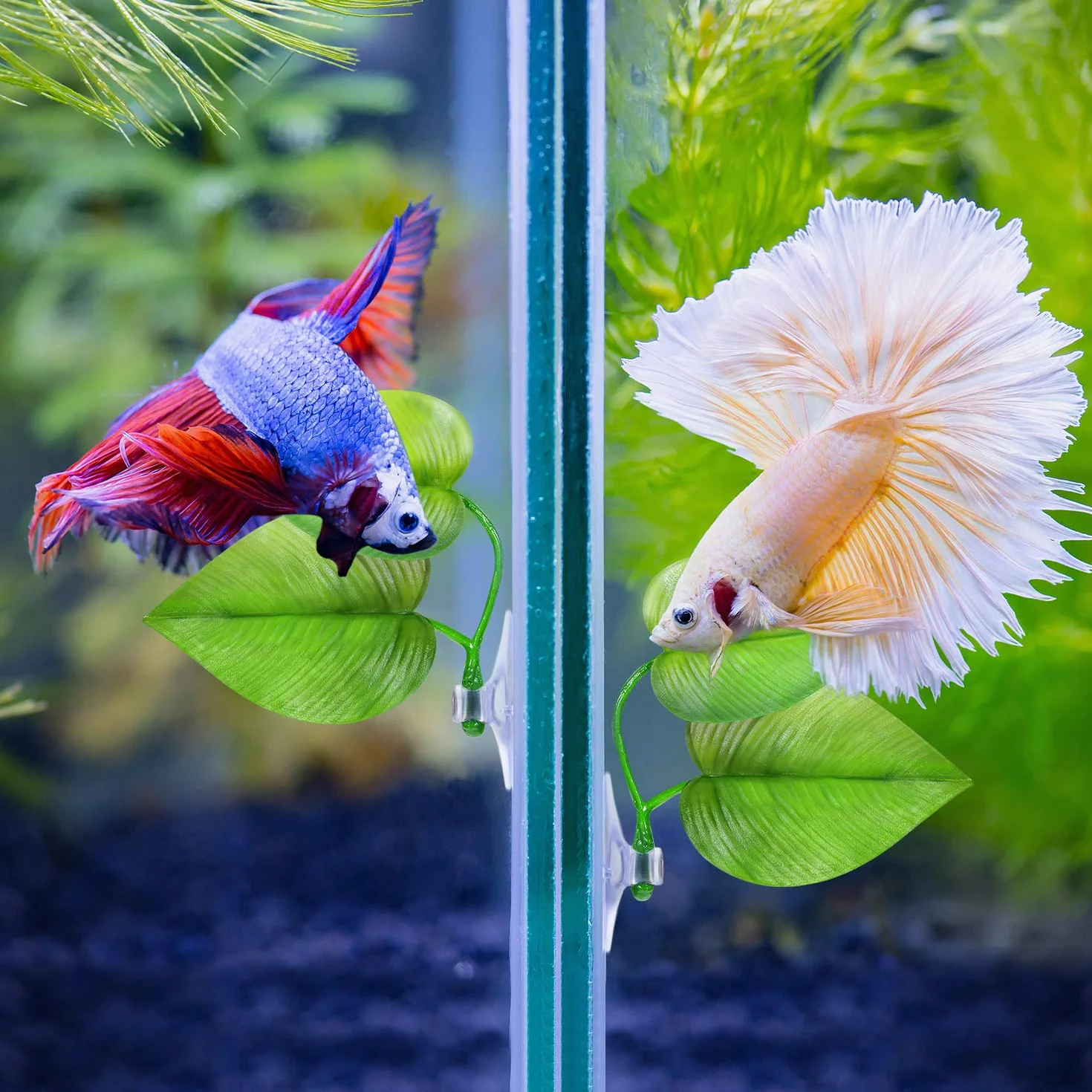Hamac Feuille de Lit Betta pour Poisson Betta, Spot de Repos Léger et Réaliste, Sans BPA, Double Feuille
