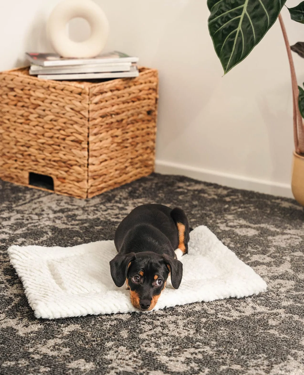 Couverture réversible Chaude pour Chiens et Chats 50x35 cm, Lavable, Protection Contre Le Froid, Gris