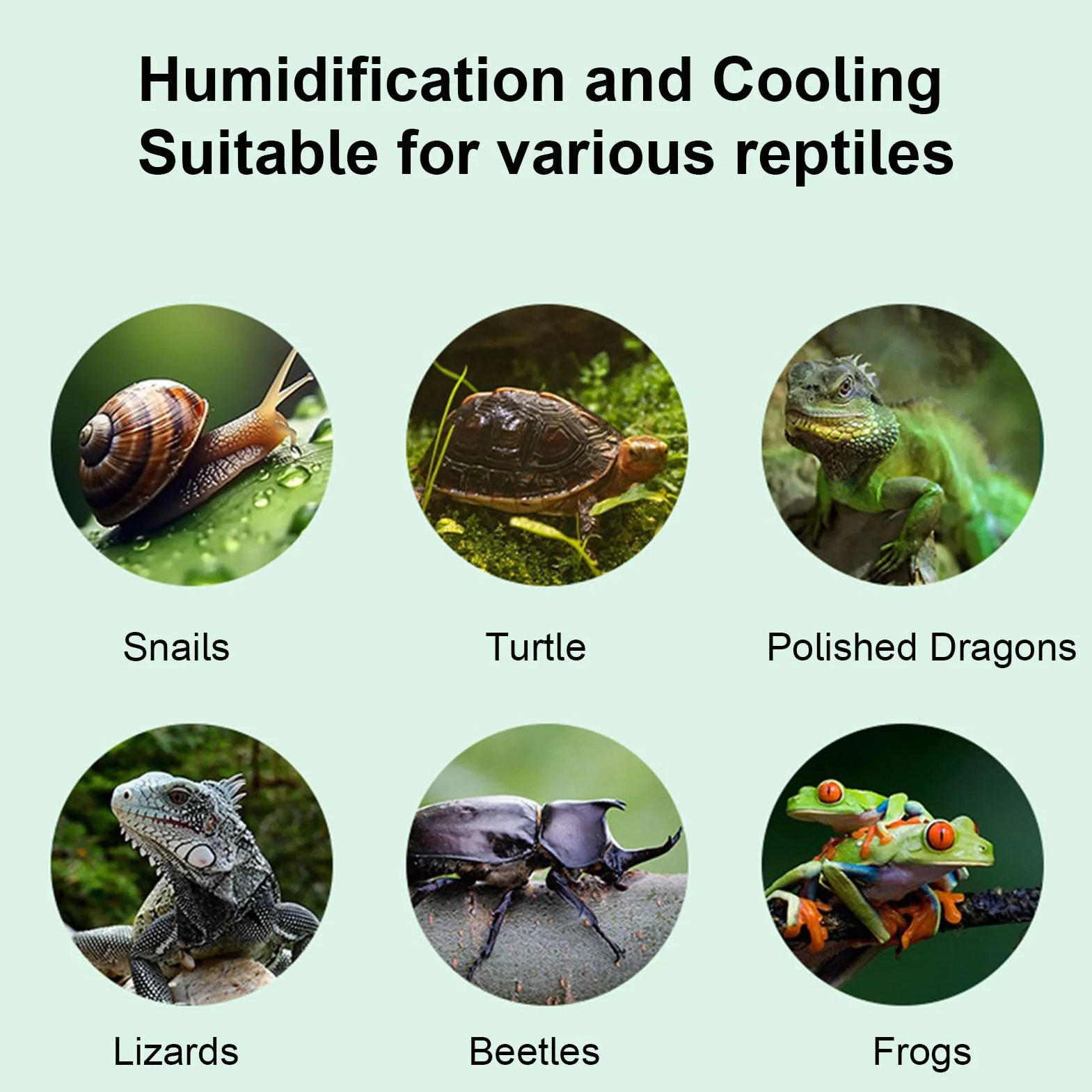 pour reptiles - 2,5L avec Arrêt Automatique pour Terrarium,Humidificateur pour amphibiens | pour terrarium, caméléon, gecko, amphibiens, tortue, serpent,