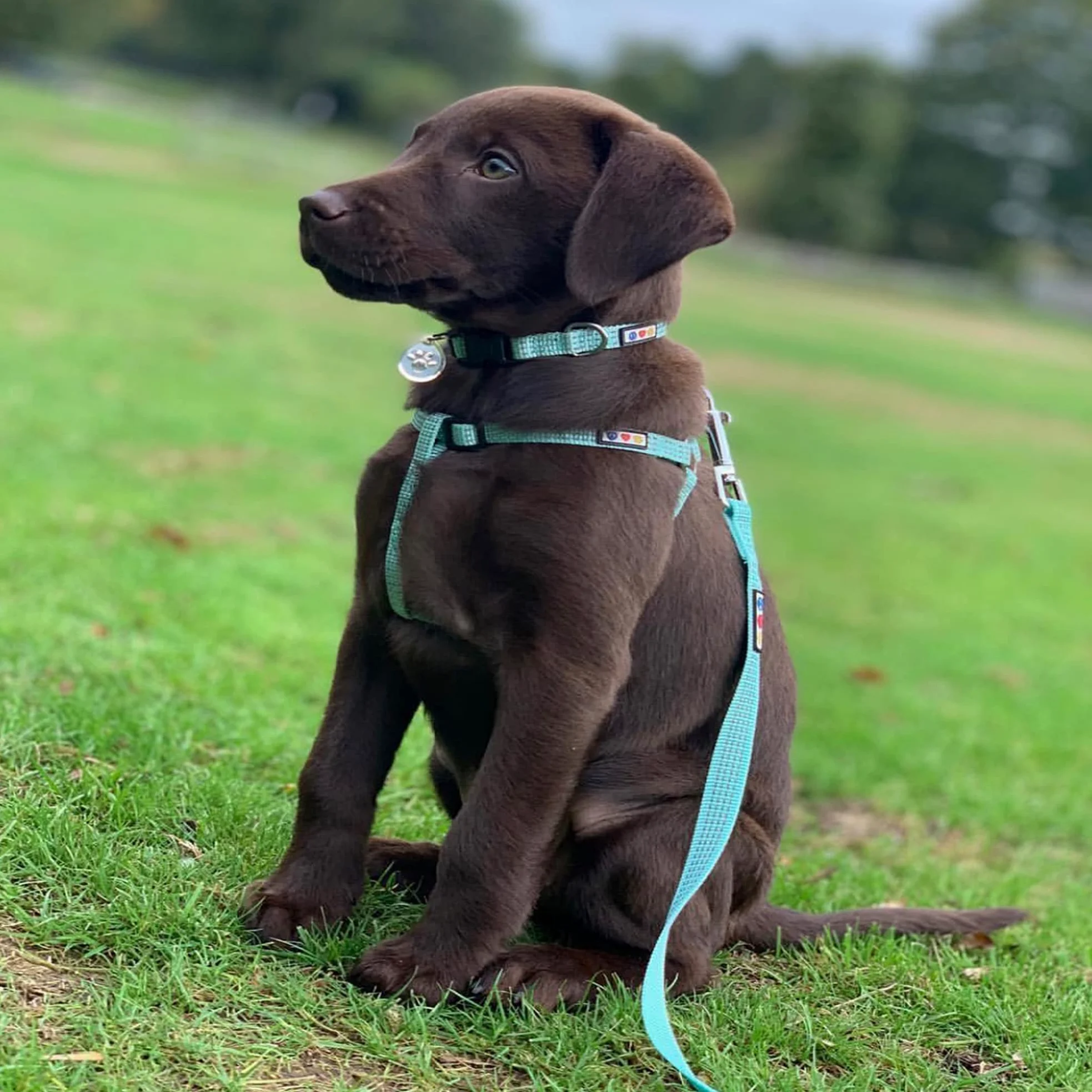 Harnais ajustable et souple réfléchissant pour chiot/chien Pawtitas Pet
