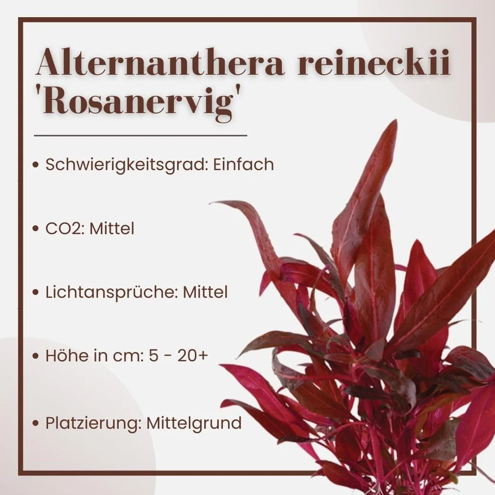 AquaOne Alternanthera reineckii Rosanervig Plante d'aquarium tige racinée