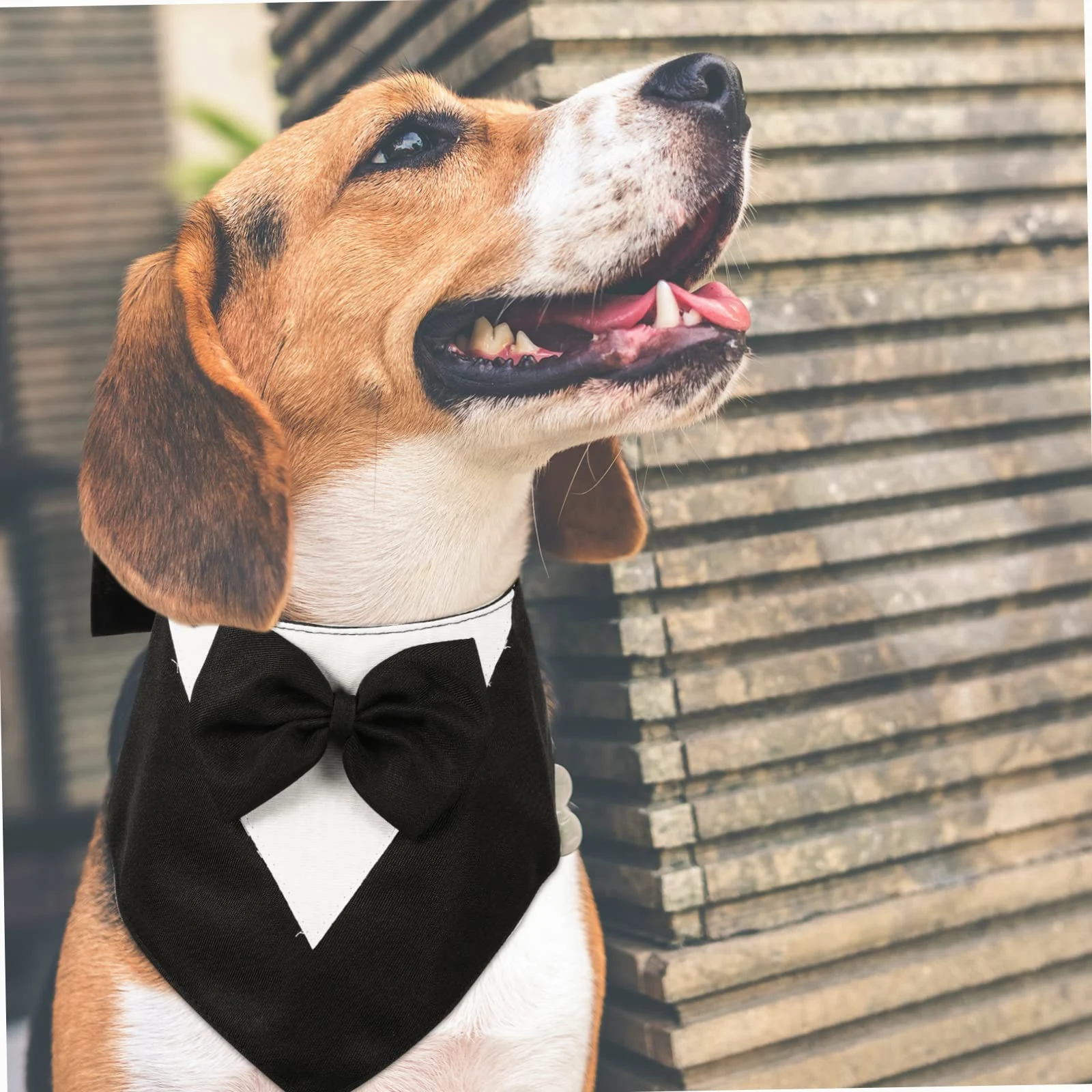 BESPORTBLE 5pièces Collier Bandana pour Chien avec Nœud Costume Élégant pour Fête Anniversaire Mariage Et Événements Spéciaux Noir