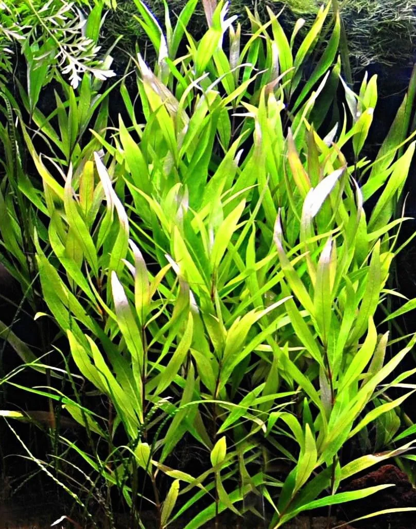 Hygrophila Nomaphila Stricta Plante Aquarium