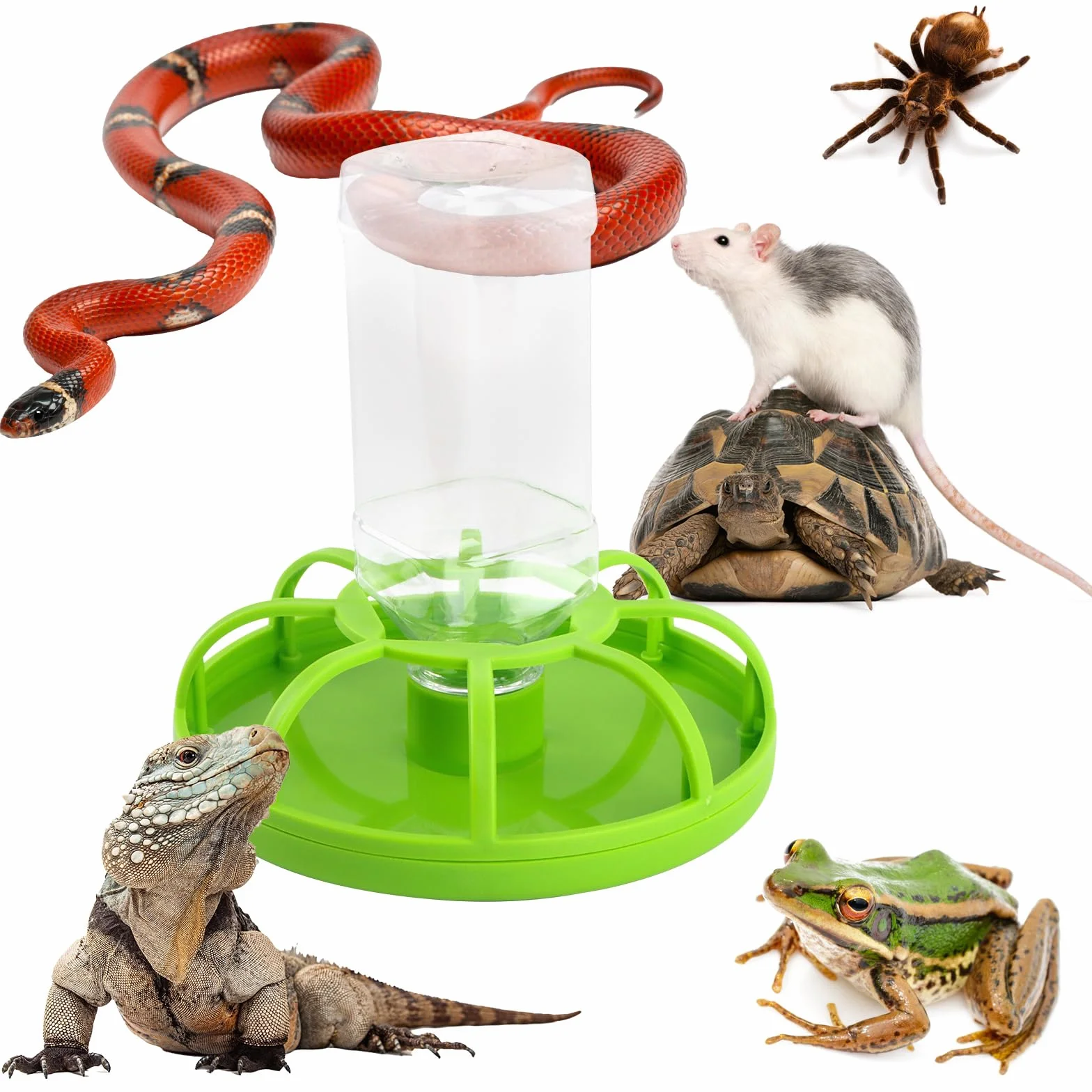 Abreuvoir pour Reptiles Tortue Terrestre avec Bouteille d'eau Plastique Vert