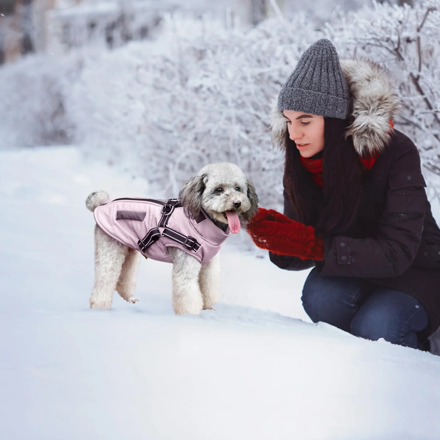 Veste d'hiver imperméable pour chien avec harnais réfléchissant, petite et moyenne taille