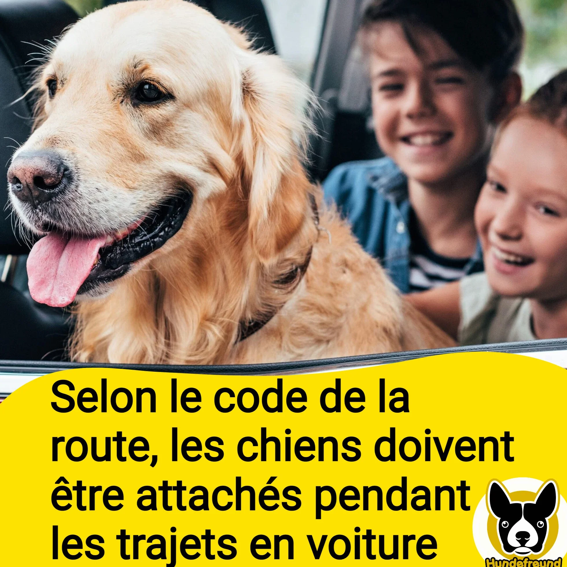 Hundefreund Ceinture de Sécurité pour Chien Voiture Extrêmement Sûre - Ceinture Chien Voiture Réglable avec Amortisseur pour Tous Les Types de Voitures et Toutes Les Races de Chiens