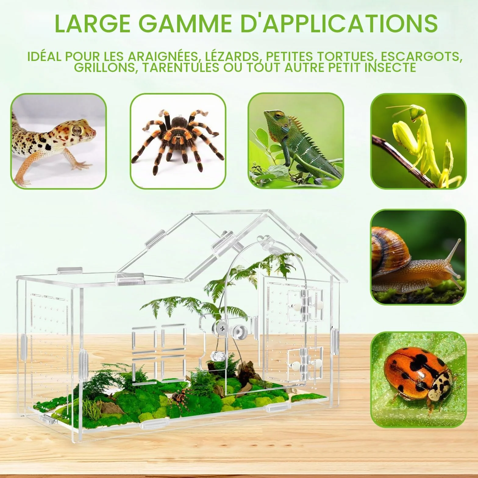 Terrarium acryl pour araignées sauteures tarentule gecko