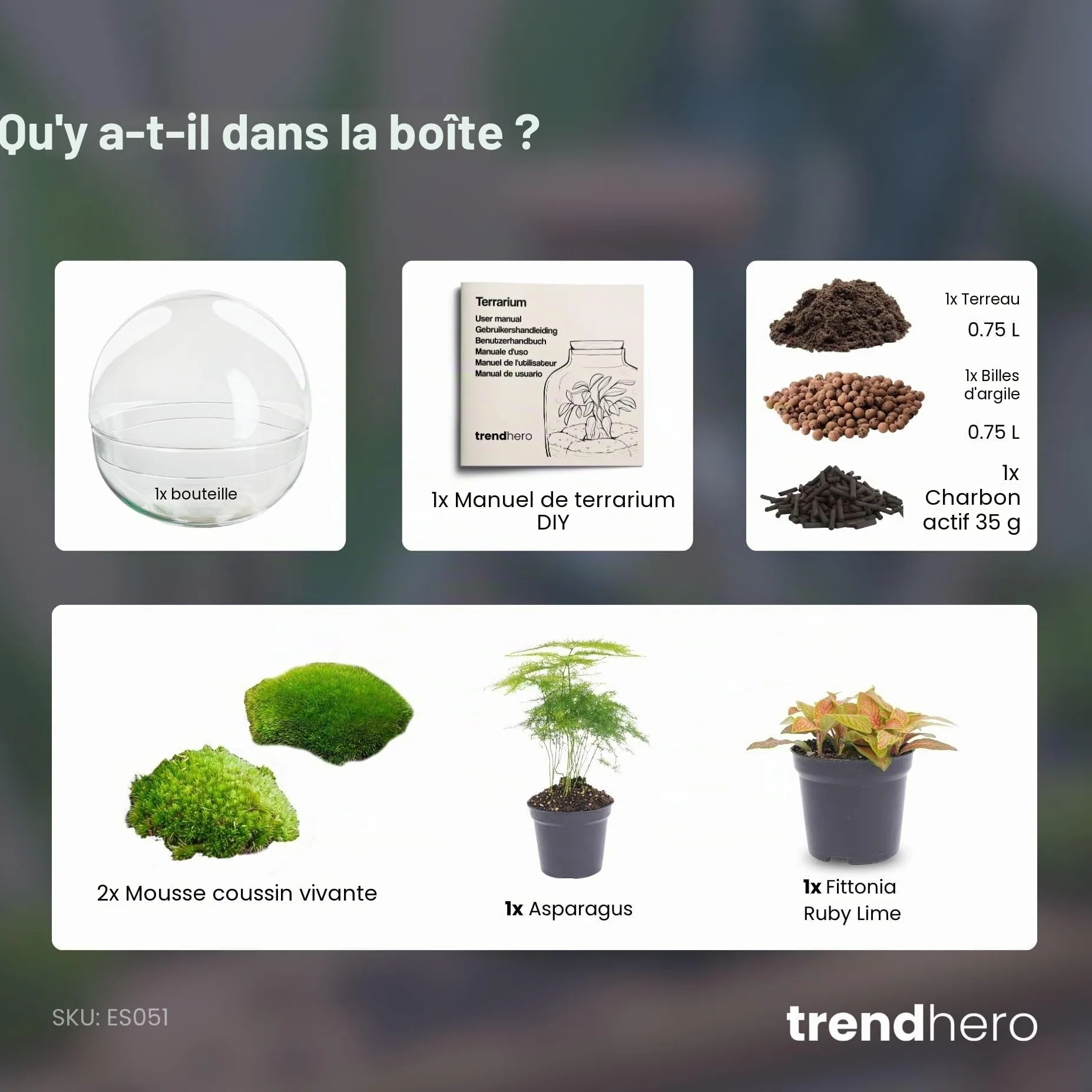 Kit DIY Terrarium Dôme Écosystème avec Plantes 20 cm