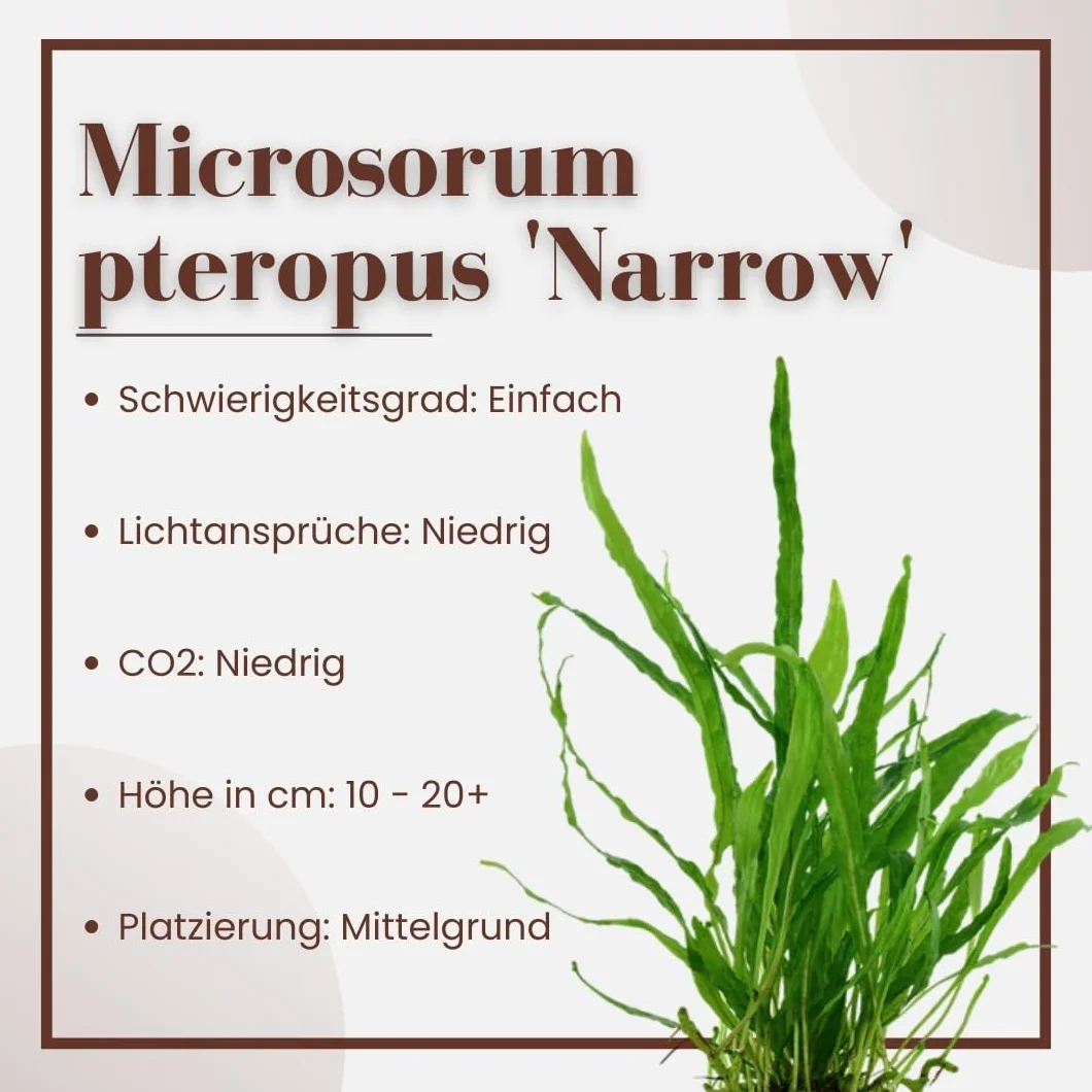 AquaOne Microsorum pteropus Narrow Plante d'aquarium Porte-racine enracinée